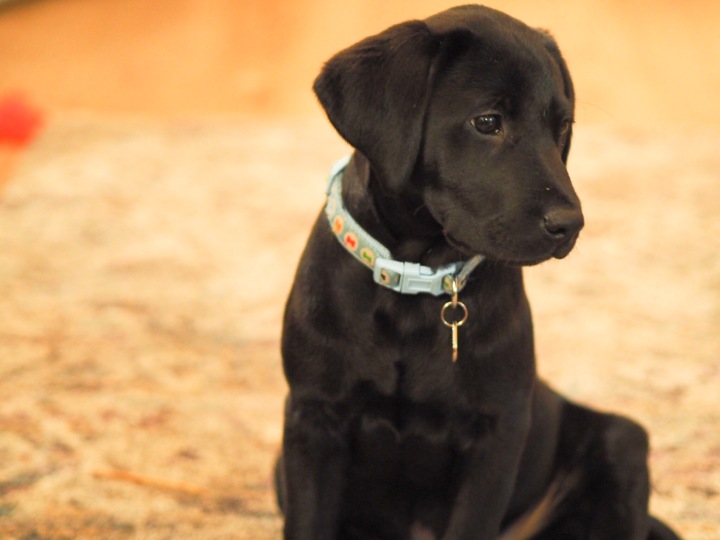 10 Things Nobody Tells you about getting a Puppy
